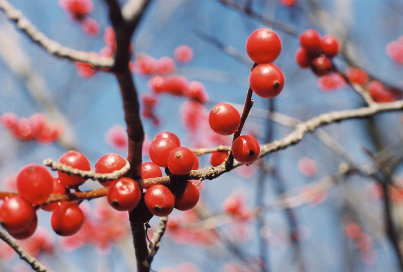 Winterberry Holly Picture