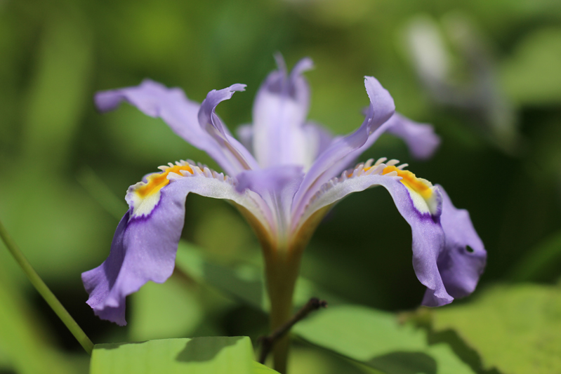 Dwarf Crested Iris Picture