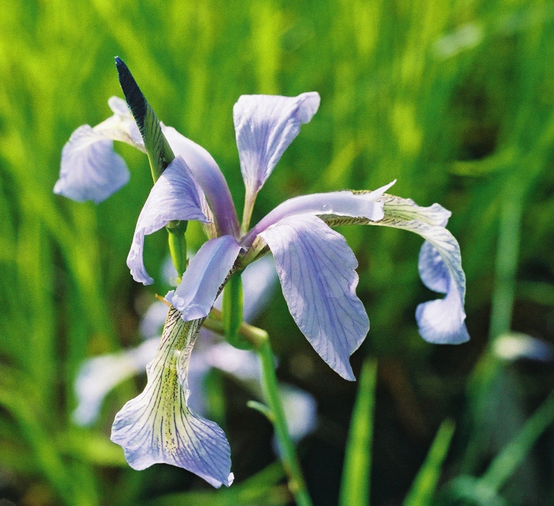 Slender Blue Flag Iris Picture