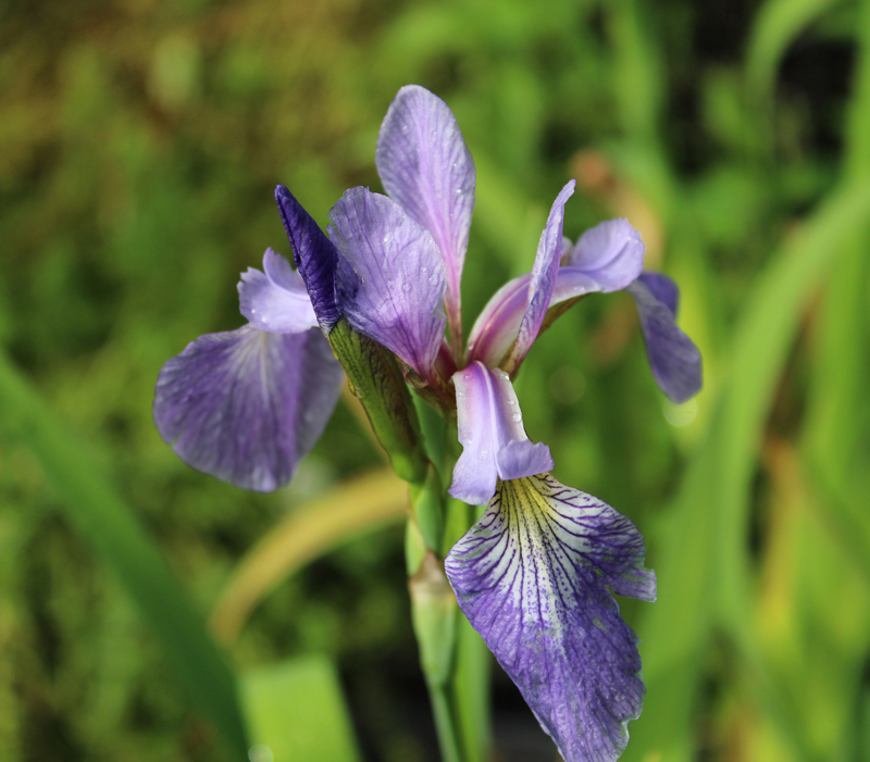 Northern Blue Flag Iris Picture
