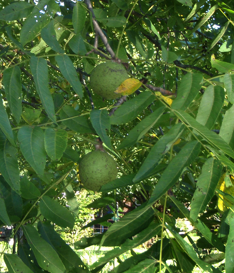 Black Walnut Picture