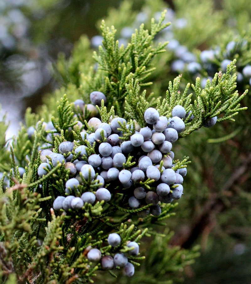 Eastern Redcedar Picture