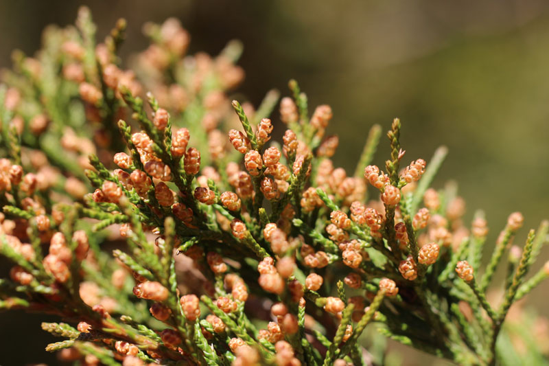 Eastern Redcedar Picture