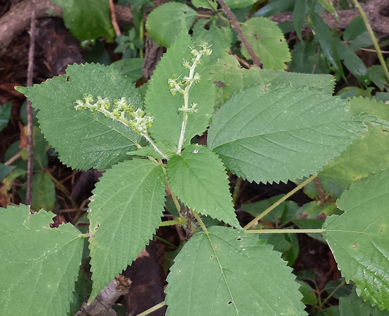 Laportea canadensis, Canadian Wood-Nettle at Toadshade Wildflower Farm