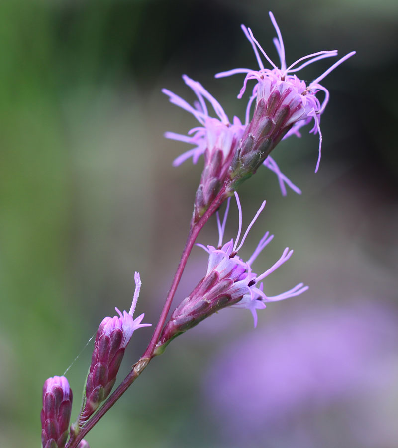 Grass-leaf Blazing Star Picture