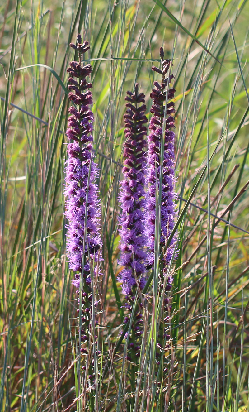 Dense Blazing Star Picture