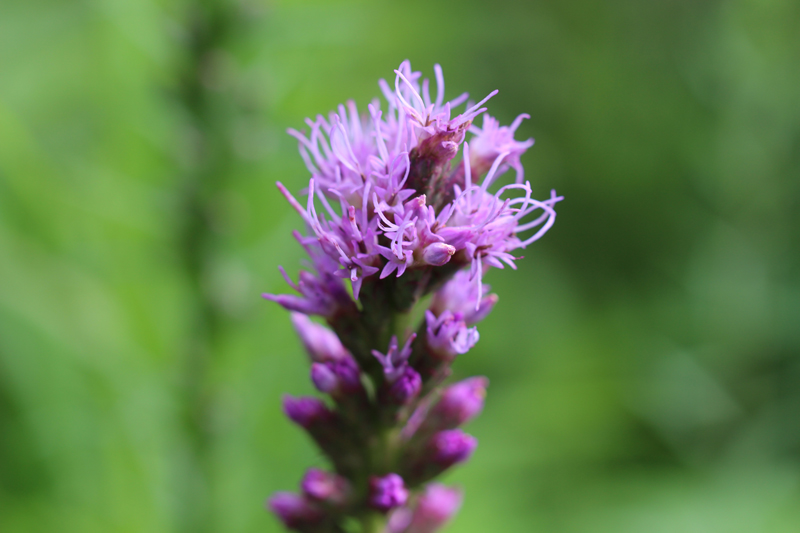 Dense Blazing Star Picture