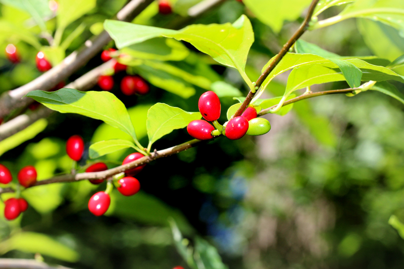 Northern Spicebush Picture