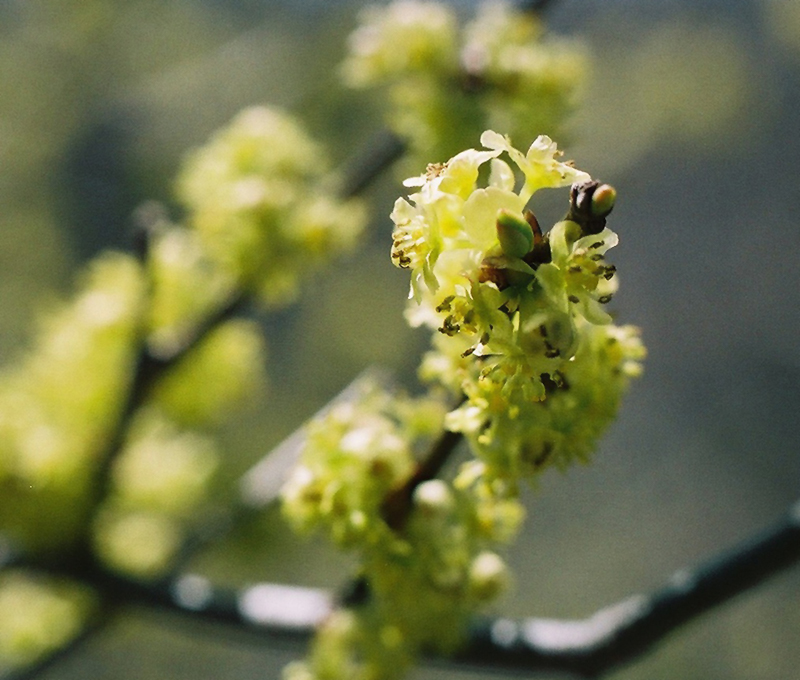 Northern Spicebush Picture