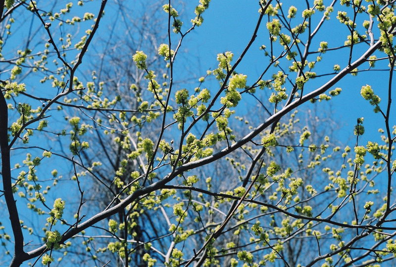 Northern Spicebush Picture