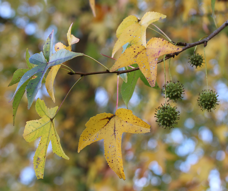 Sweetgum Picture