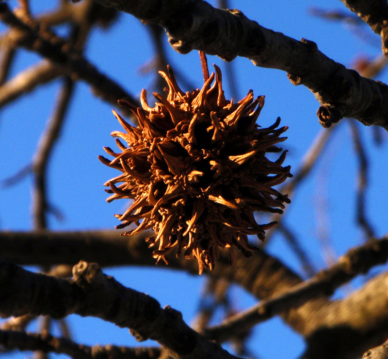 Sweetgum Picture