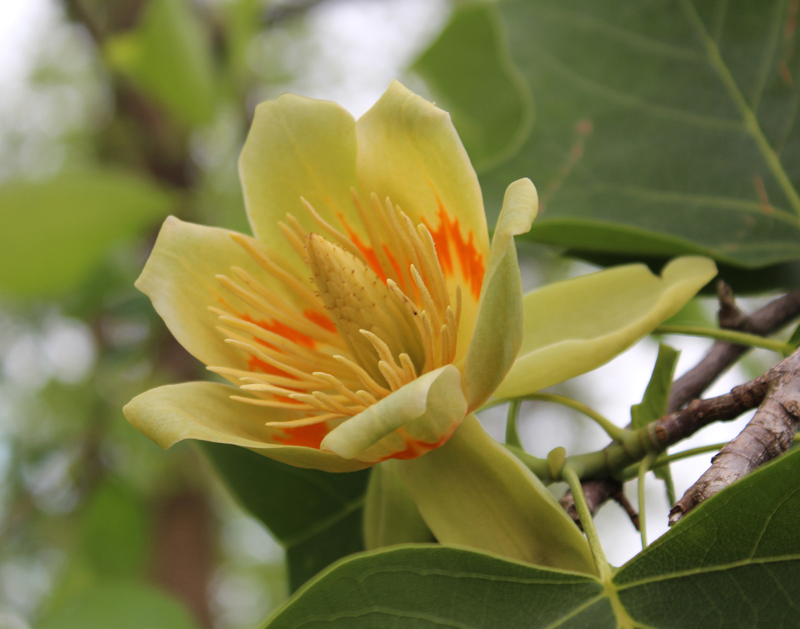 Tulip Poplar Picture