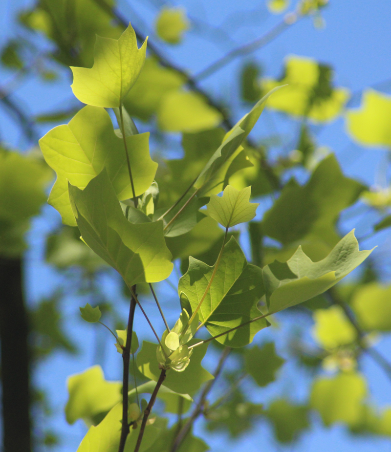 Tulip Poplar Picture