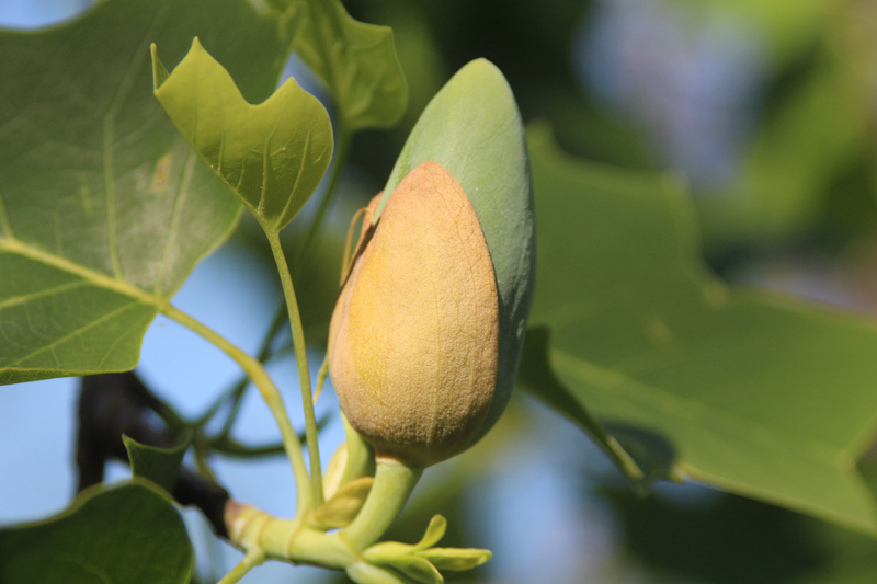 Tulip Poplar Picture