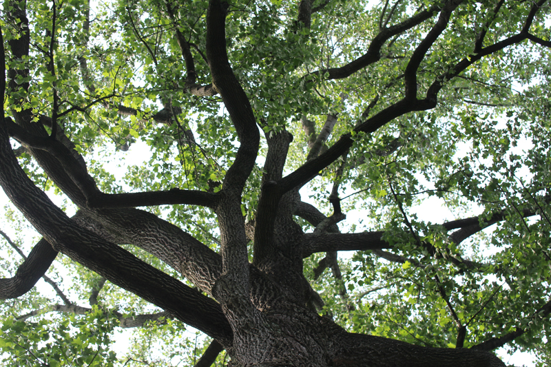 Tulip Poplar Picture