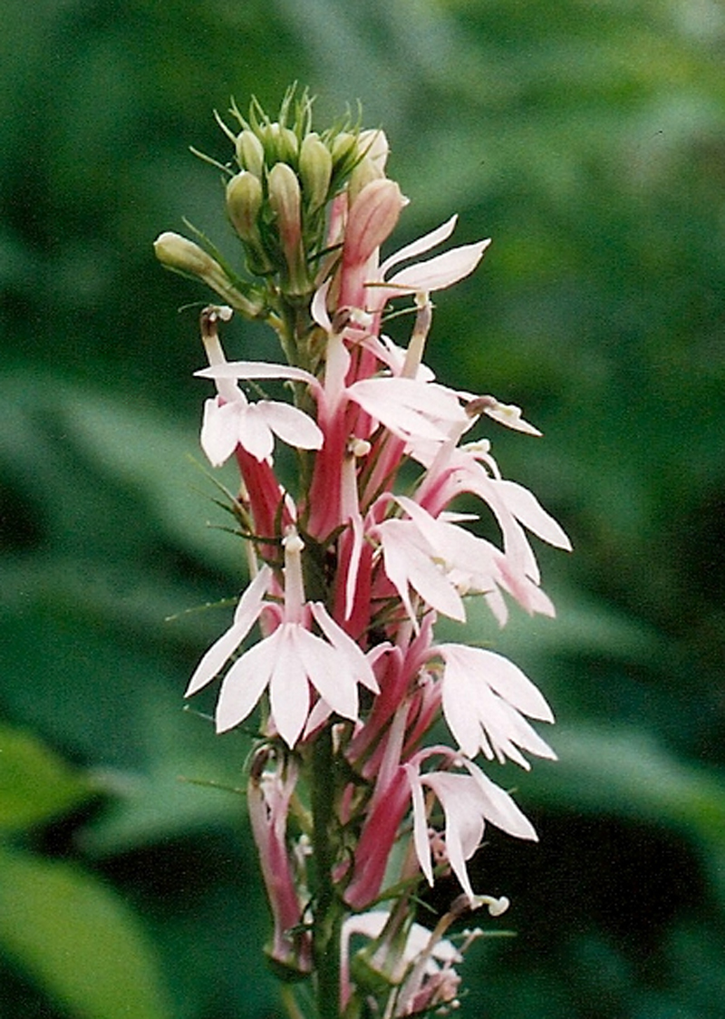 Cardinal Flower (White/Pink form) Picture