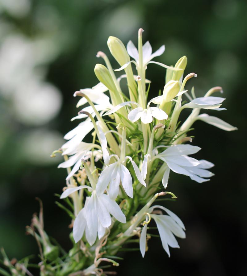 Cardinal Flower (Pure White Form) Picture
