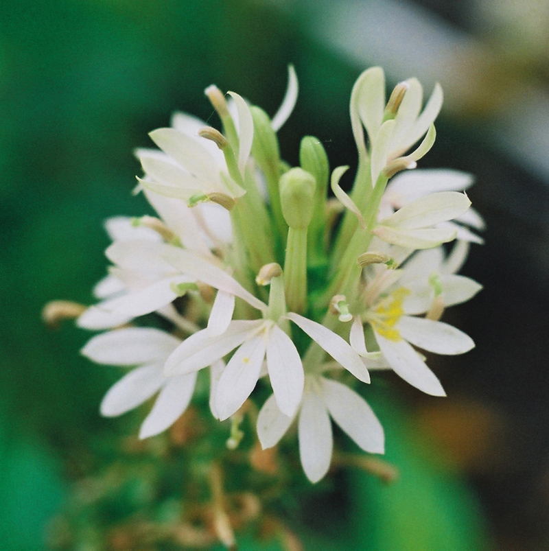 Cardinal Flower (Pure White Form) Picture