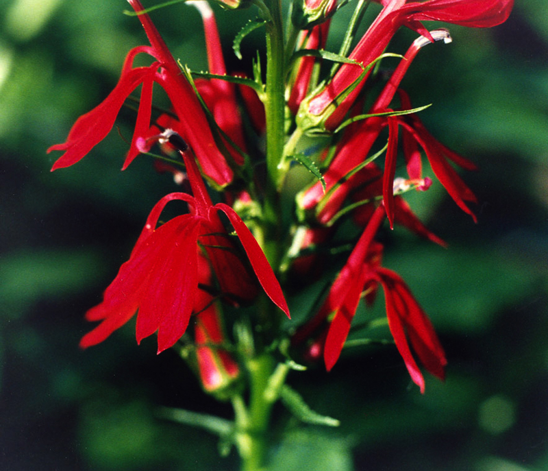 Cardinal Flower Picture