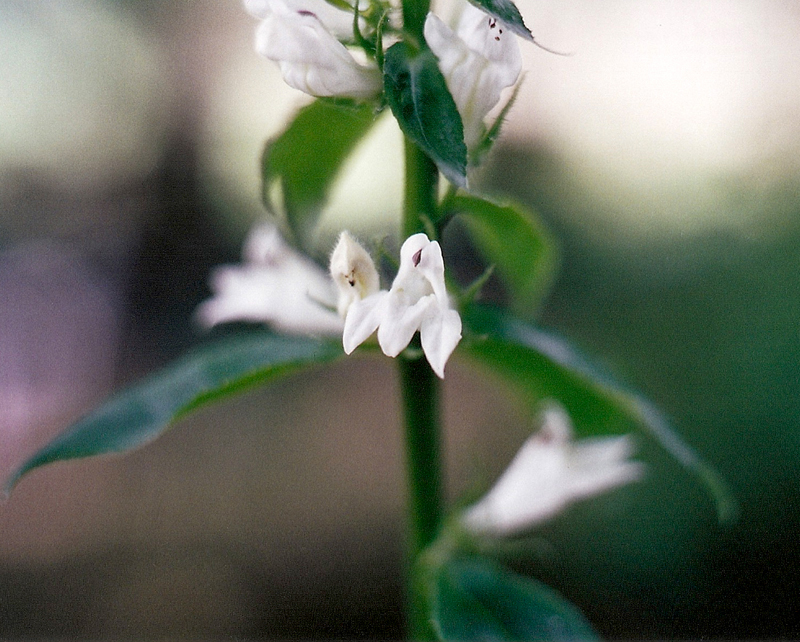 Great Lobelia , White form Picture