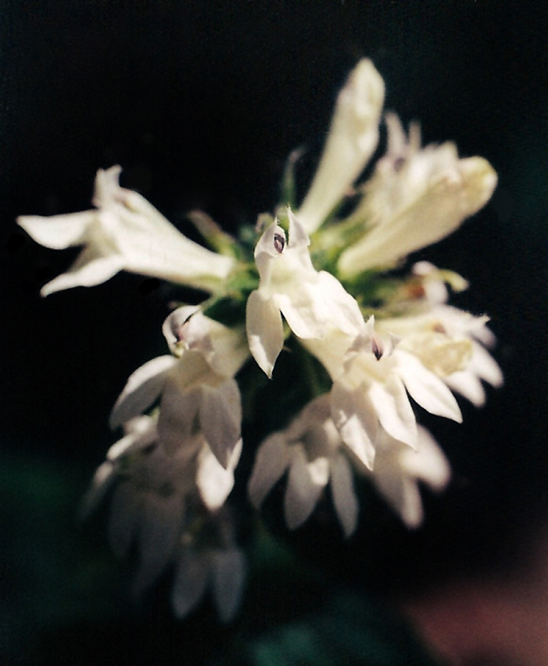 Great Lobelia , White form Picture