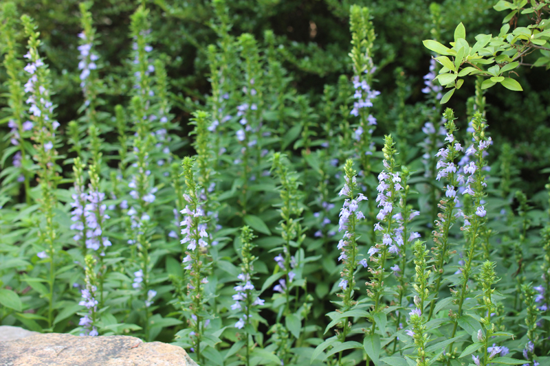 Great Blue Lobelia Picture