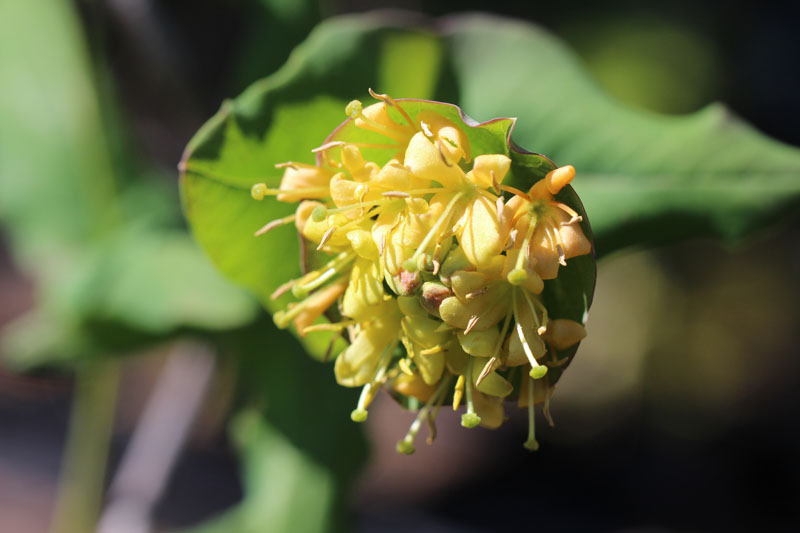 Limber Honeysuckle Picture