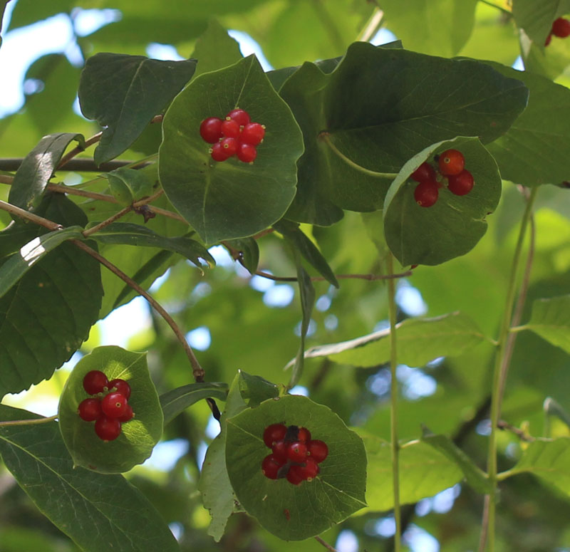 Limber Honeysuckle Picture