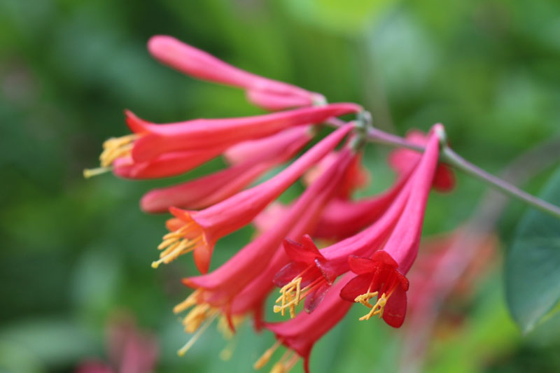 direkte værtinde Spændende Lonicera sempervirens, Coral Honeysuckle at Toadshade Wildflower Farm