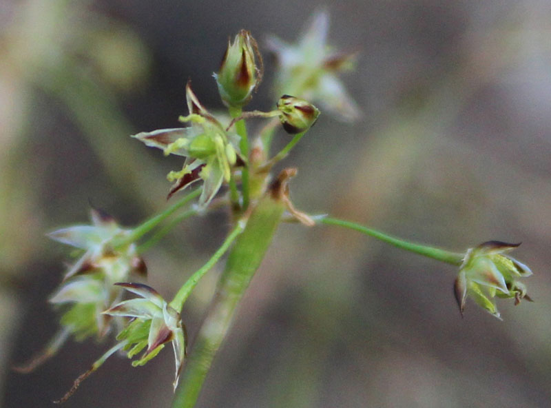  Hairy WoodrushPicture