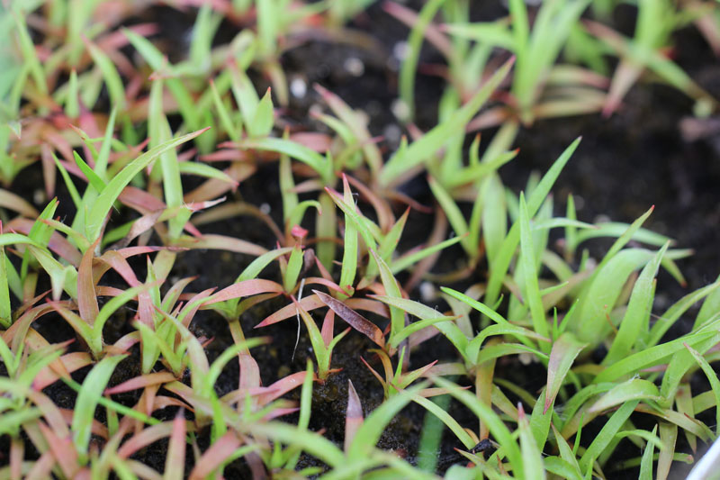  Hairy WoodrushPicture