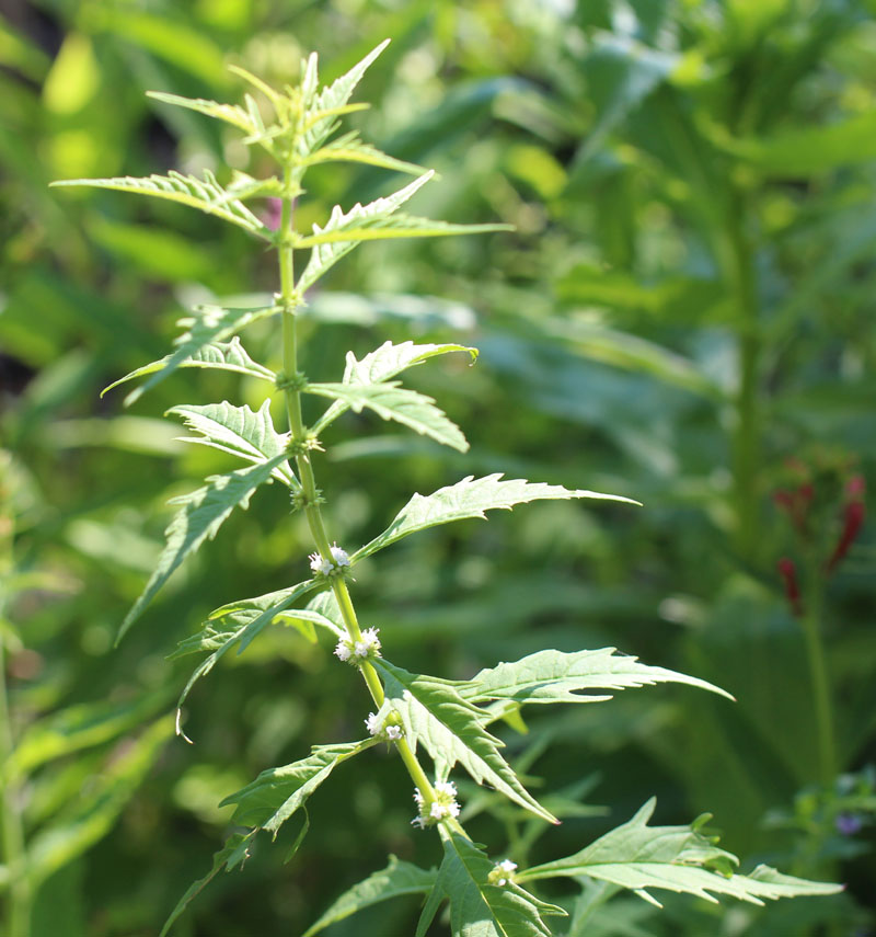 American Water Horehound Picture