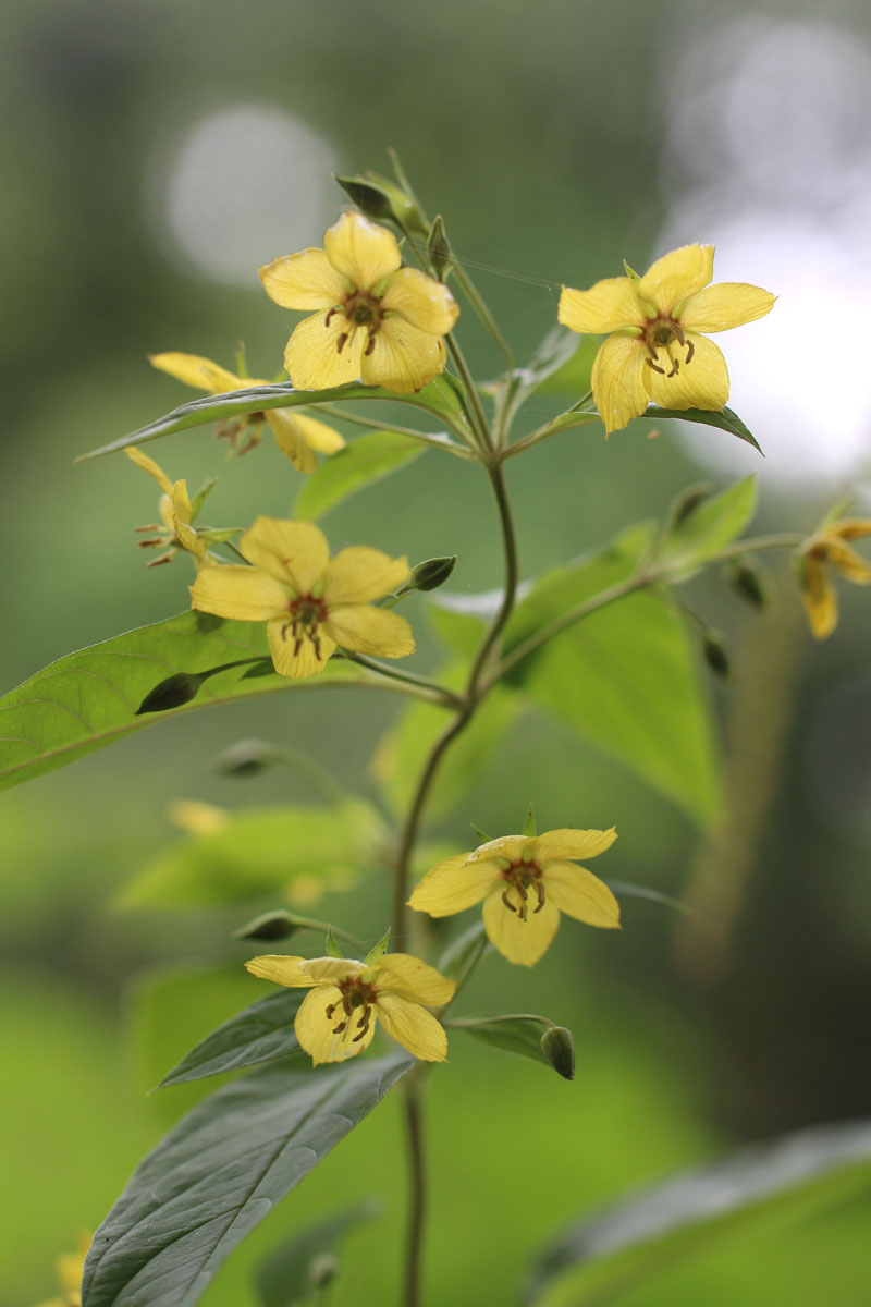Fringed loosestrife Picture