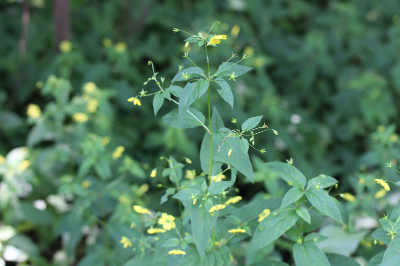 Fringed loosestrife Picture