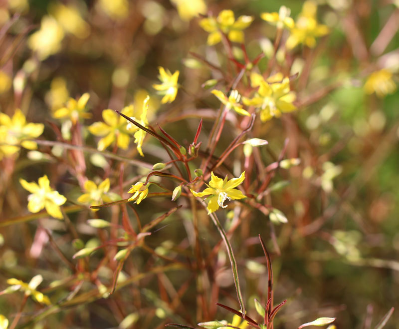 Lanceleaf loosestrife Picture