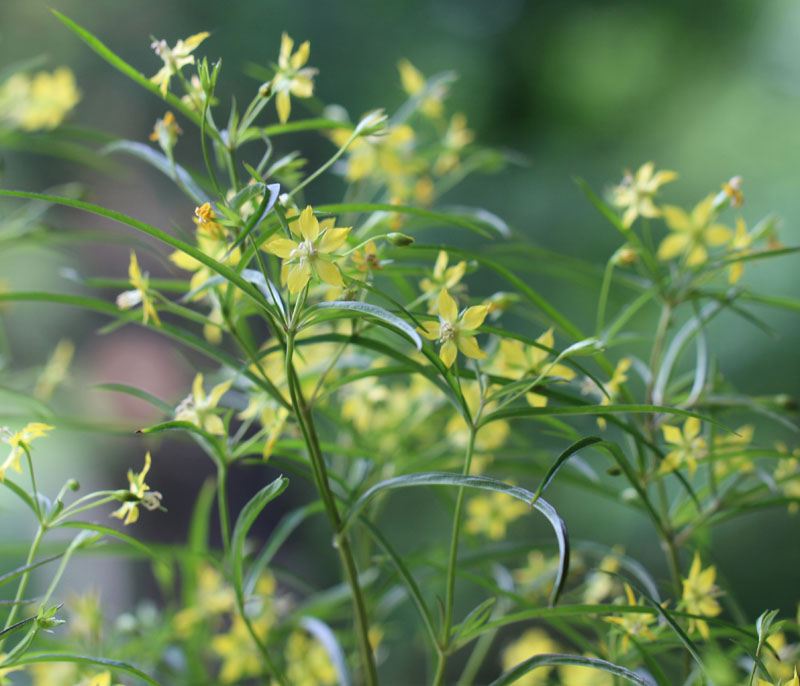 Lanceleaf loosestrife Picture