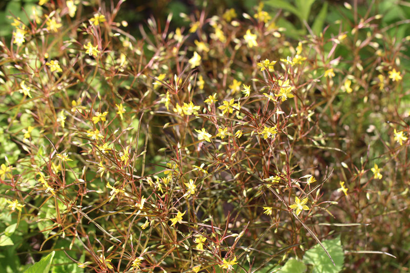 Lanceleaf loosestrife Picture