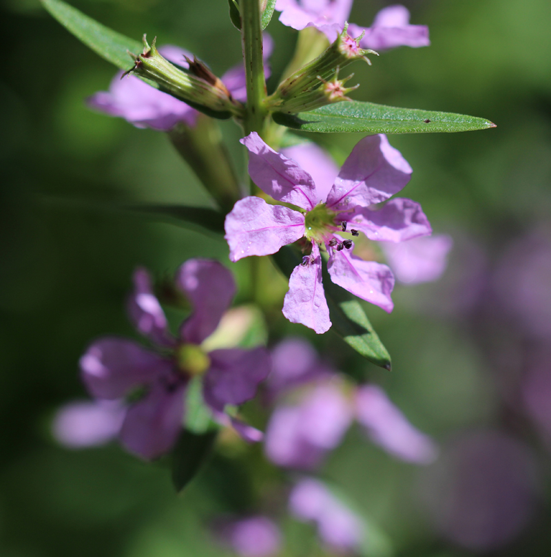Winged Loosestrife Picture