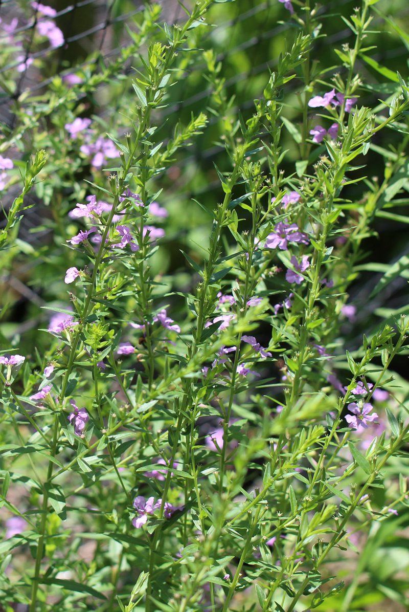 Winged Loosestrife Picture