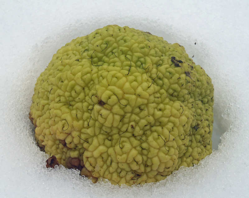 Osage Orange Picture