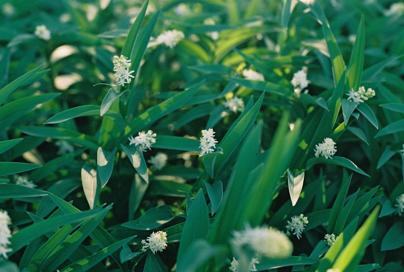 Starry False Solomon's-Seal Picture