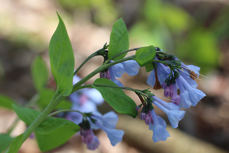 Mertensia Virginica Virginia Bluebells At Toadshade Wildflower Farm