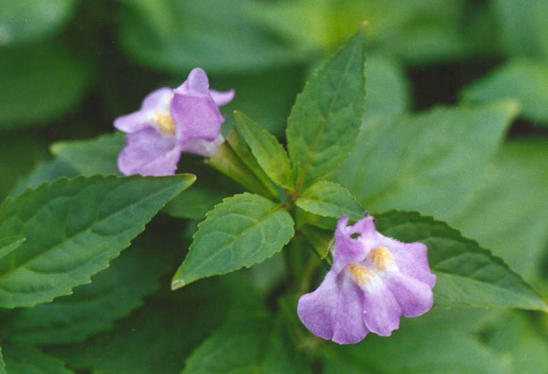 Sharpwing Monkey Flower Picture