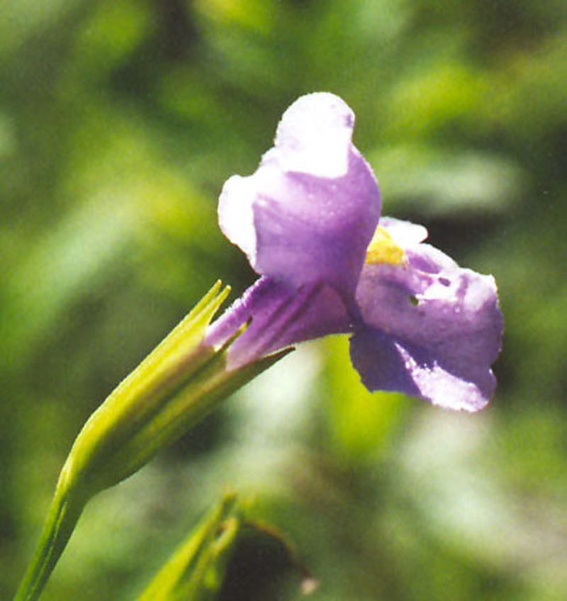 Allegheny Monkey Flower Picture