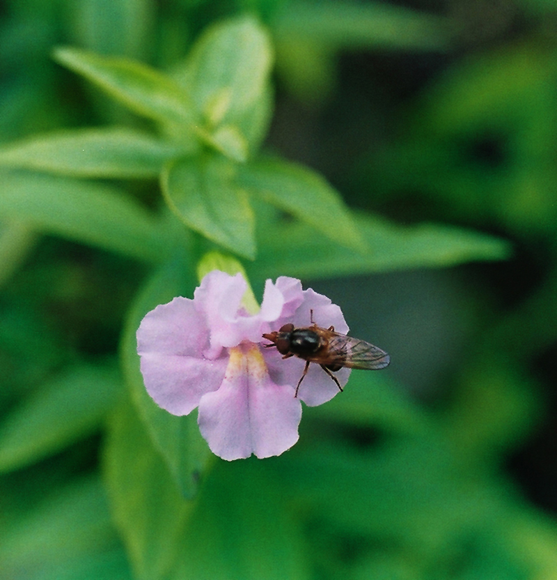 Allegheny Monkey Flower Picture