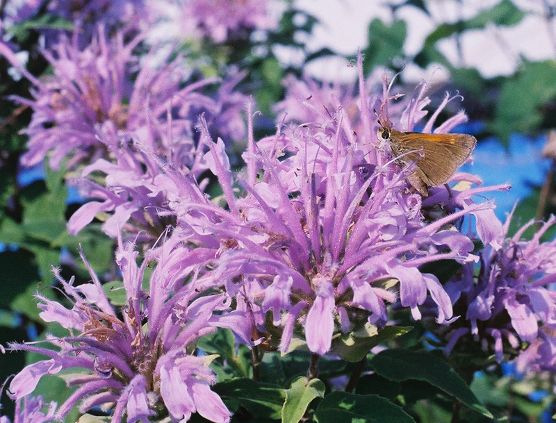 Wild Bergamot Picture