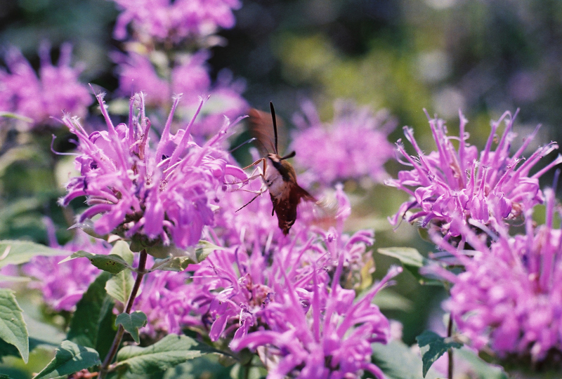 Wild Bergamot Picture