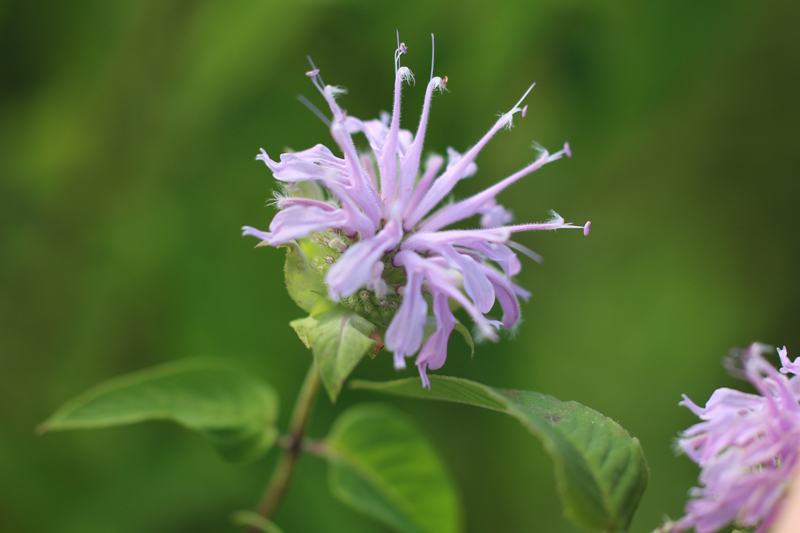 Purple Bergamot Picture