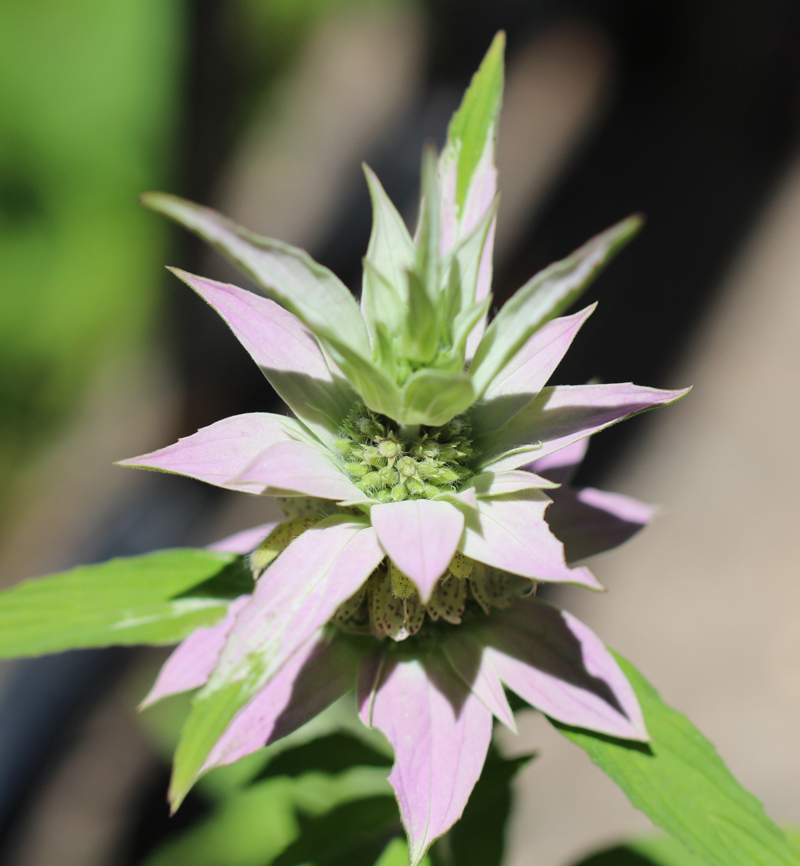 Spotted Beebalm Picture
